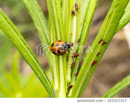Seven-spotted ladybird preying on aphids in the goldenrod 103321017