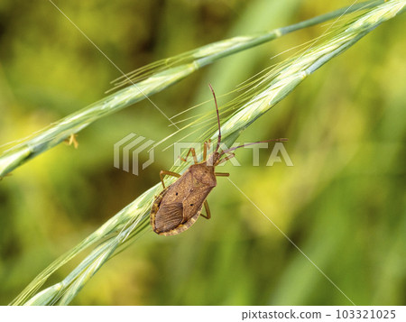 A star-bellied bug on a plant A star-bellied bug on a plant 103321025