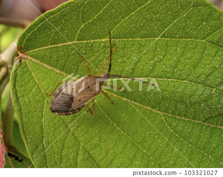 A star-bellied bug on a plant A star-bellied bug on a plant 103321027