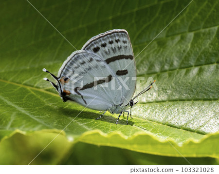 Blue Corbicula on a leaf Blue Corbicula on a leaf 103321028