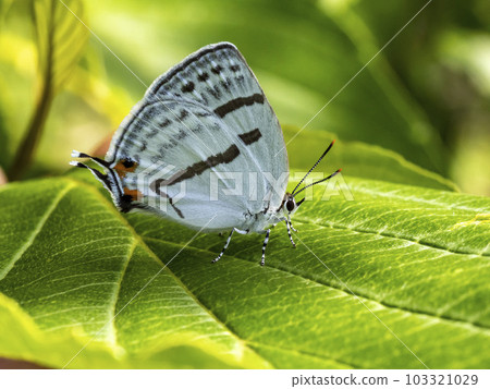 Blue Corbicula on a leaf Blue Corbicula on a leaf 103321029