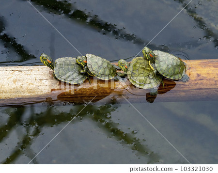 河裡今年出生的四隻小紅耳龜 103321030