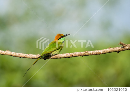 Green Bee-Eater, Little Green bee-eater, Merops Orientalis Green Bee-Eater, Little Green bee-eater, Merops Orientalis 103321050