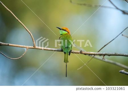 Green Bee-Eater, Little Green bee-eater, Merops Orientalis Green Bee-Eater, Little Green bee-eater, Merops Orientalis 103321061