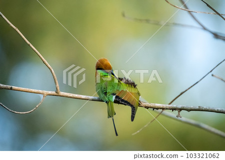 Green Bee-Eater, Little Green bee-eater, Merops Orientalis 103321062