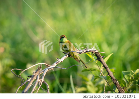 Green Bee-Eater, Little Green bee-eater, Merops Orientalis Green Bee-Eater, Little Green bee-eater, Merops Orientalis 103321071