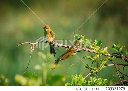 Green Bee-Eater, Little Green bee-eater, Merops Orientalis Green Bee-Eater, Little Green bee-eater, Merops Orientalis 103321079