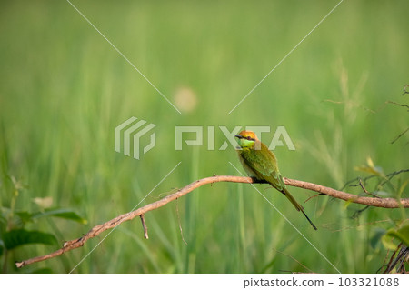 Green Bee-Eater, Little Green bee-eater, Merops Orientalis 103321088