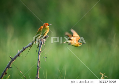 Green Bee-Eater, Little Green bee-eater, Merops Orientalis Green Bee-Eater, Little Green bee-eater, Merops Orientalis 103321096