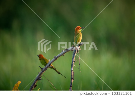 Green Bee-Eater, Little Green bee-eater, Merops Orientalis 103321101