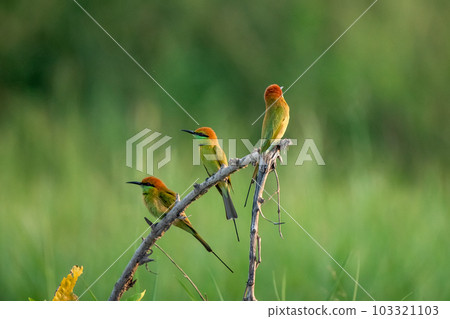 Green Bee-Eater, Little Green bee-eater, Merops Orientalis Green Bee-Eater, Little Green bee-eater, Merops Orientalis 103321103