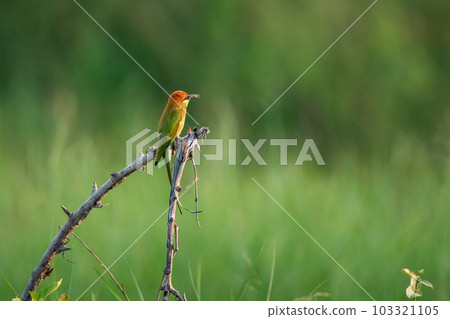 Green Bee-Eater, Little Green bee-eater, Merops Orientalis 103321105