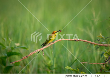 Green Bee-Eater, Little Green bee-eater, Merops Orientalis Green Bee-Eater, Little Green bee-eater, Merops Orientalis 103321110