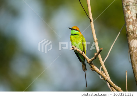 Green Bee-Eater, Little Green bee-eater, Merops Orientalis 103321132