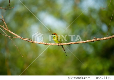 Green Bee-Eater, Little Green bee-eater, Merops Orientalis Green Bee-Eater, Little Green bee-eater, Merops Orientalis 103321140
