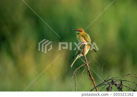 Green Bee-Eater, Little Green bee-eater, Merops Orientalis 103321162