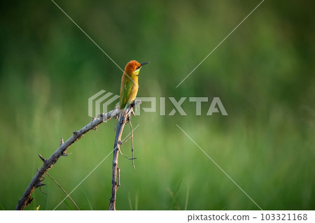 Green Bee-Eater, Little Green bee-eater, Merops Orientalis 103321168