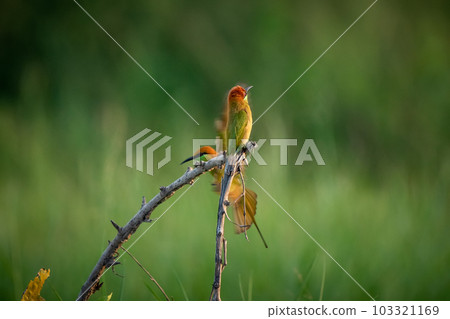 Green Bee-Eater, Little Green bee-eater, Merops Orientalis 103321169