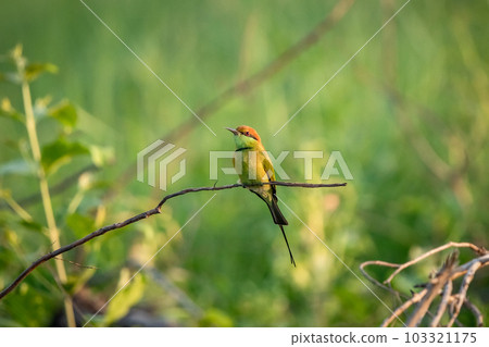 Green Bee-Eater, Little Green bee-eater, Merops Orientalis Green Bee-Eater, Little Green bee-eater, Merops Orientalis 103321175