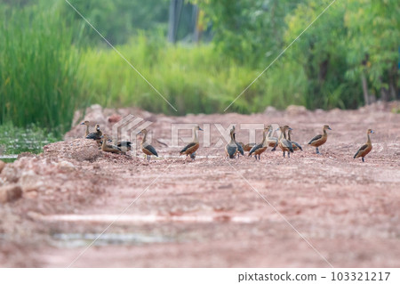 Lesser Whistling Duck 103321217