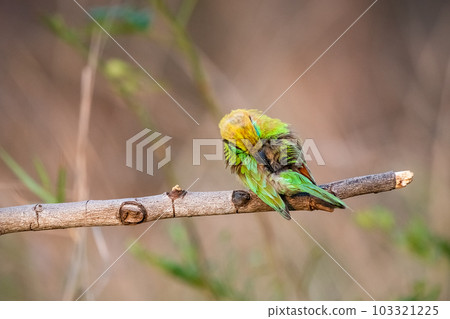 Green Bee-Eater, Little Green bee-eater, Merops Orientalis 103321225