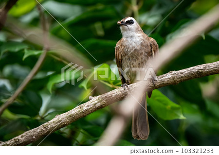 Yellow-vented Bulbul, Pycnonotus goiavier 103321233