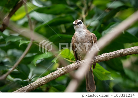 Yellow-vented Bulbul, Pycnonotus goiavier 103321234