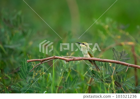 Green Bee-Eater, Little Green bee-eater, Merops Orientalis Green Bee-Eater, Little Green bee-eater, Merops Orientalis 103321236