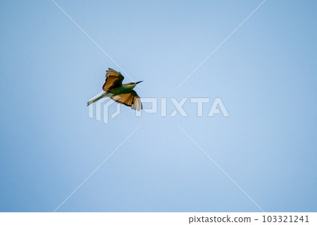Green Bee-Eater, Little Green bee-eater, Merops Orientalis Green Bee-Eater, Little Green bee-eater, Merops Orientalis 103321241