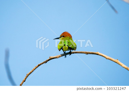 Green Bee-Eater, Little Green bee-eater, Merops Orientalis Green Bee-Eater, Little Green bee-eater, Merops Orientalis 103321247
