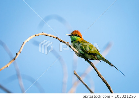 Green Bee-Eater, Little Green bee-eater, Merops Orientalis Green Bee-Eater, Little Green bee-eater, Merops Orientalis 103321250
