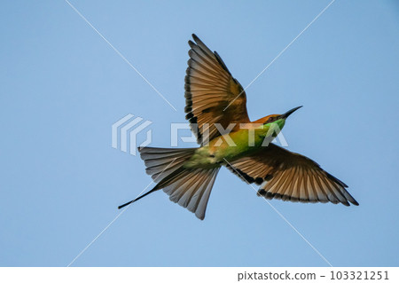 Green Bee-Eater, Little Green bee-eater, Merops Orientalis Green Bee-Eater, Little Green bee-eater, Merops Orientalis 103321251