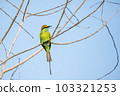 Green Bee-Eater, Little Green bee-eater, Merops Orientalis 103321253
