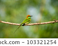 Green Bee-Eater, Little Green bee-eater, Merops Orientalis 103321254