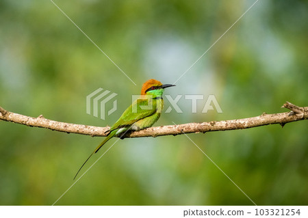 Green Bee-Eater, Little Green bee-eater, Merops Orientalis 103321254