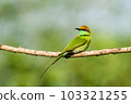 Green Bee-Eater, Little Green bee-eater, Merops Orientalis 103321255