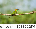 Green Bee-Eater, Little Green bee-eater, Merops Orientalis 103321256