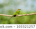 Green Bee-Eater, Little Green bee-eater, Merops Orientalis 103321257