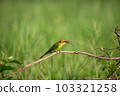 Green Bee-Eater, Little Green bee-eater, Merops Orientalis 103321258