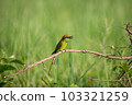 Green Bee-Eater, Little Green bee-eater, Merops Orientalis 103321259
