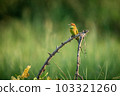 Green Bee-Eater, Little Green bee-eater, Merops Orientalis 103321260