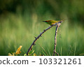 Green Bee-Eater, Little Green bee-eater, Merops Orientalis 103321261