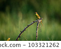 Green Bee-Eater, Little Green bee-eater, Merops Orientalis 103321262
