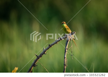 Green Bee-Eater, Little Green bee-eater, Merops Orientalis Green Bee-Eater, Little Green bee-eater, Merops Orientalis 103321262