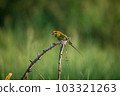 Green Bee-Eater, Little Green bee-eater, Merops Orientalis 103321263