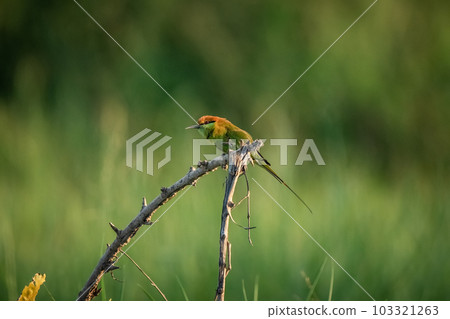Green Bee-Eater, Little Green bee-eater, Merops Orientalis 103321263