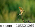 Green Bee-Eater, Little Green bee-eater, Merops Orientalis 103321265