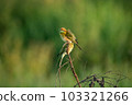 Green Bee-Eater, Little Green bee-eater, Merops Orientalis 103321266