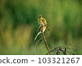 Green Bee-Eater, Little Green bee-eater, Merops Orientalis 103321267