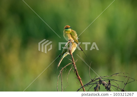 Green Bee-Eater, Little Green bee-eater, Merops Orientalis Green Bee-Eater, Little Green bee-eater, Merops Orientalis 103321267